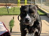 Nala - Photo 9
