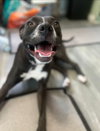 Nala - Photo 10