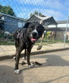Nala - Photo 15