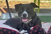 Nala - Photo 8