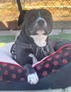 Nala - Photo 16