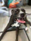 Nala - Photo 17