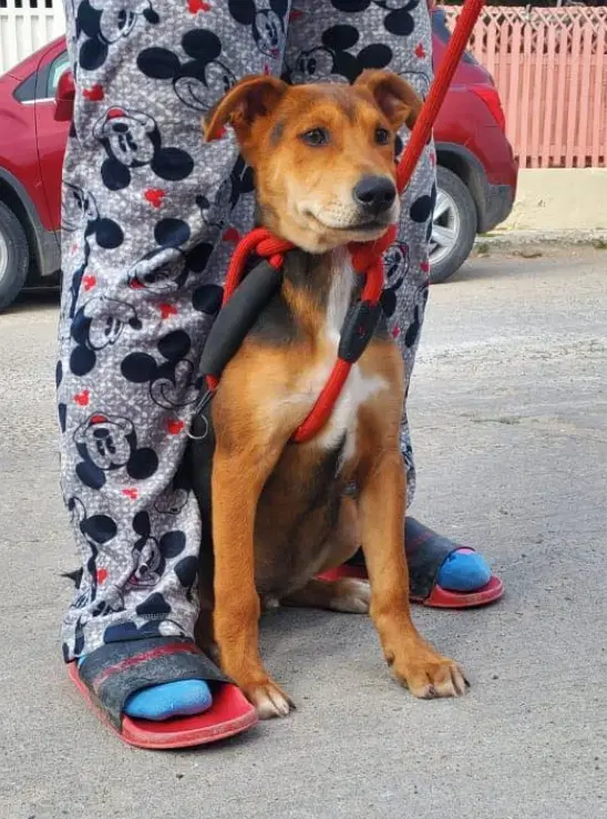 Argus - Carolina Dog