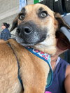Balu - Photo 3