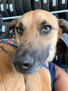 Balu - Photo 2