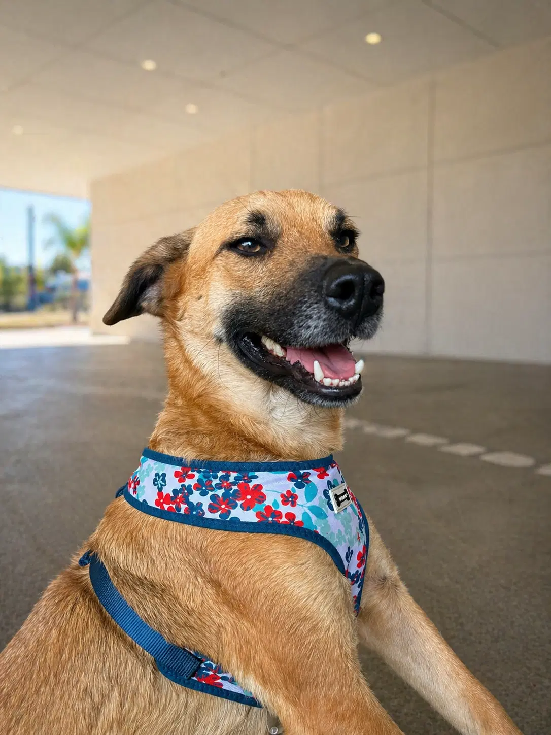 Balu - Black Mouth Cur