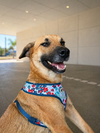 Balu - Photo 1