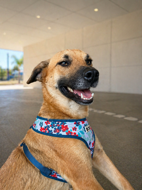 Balu, an adoptable Black Mouth Cur in Inglewood, CA