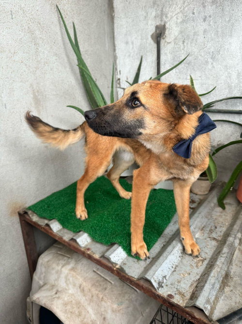 Balu photo 6