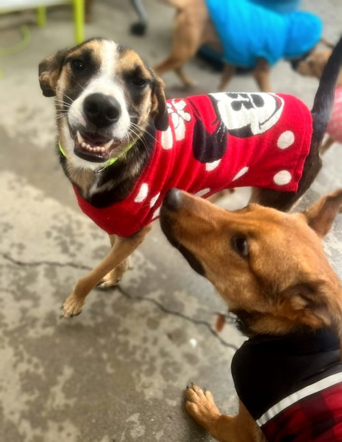 CAMILA - American Foxhound / German Shepherd Dog available for adoption