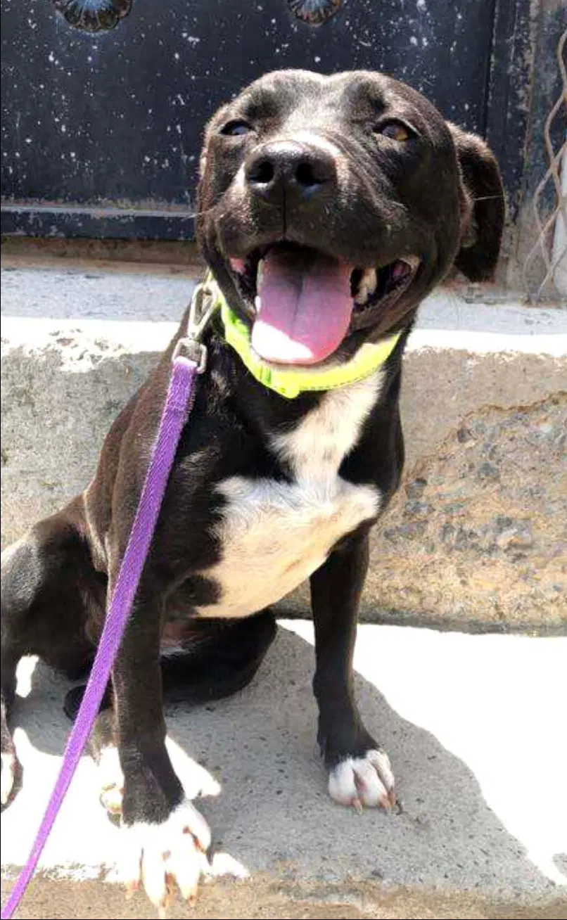 Cristal - Pit Bull Terrier