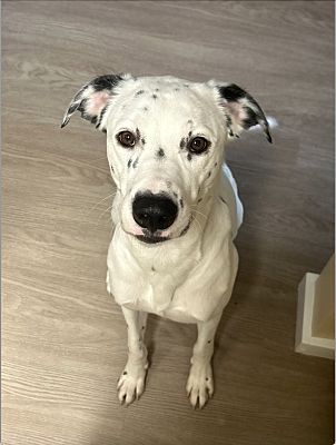 adoptable Dog in Inglewood, CA named Pongo