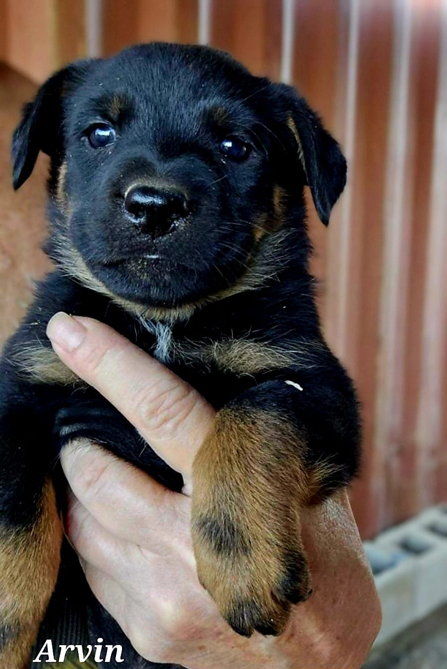 adoptable Dog in Inglewood, CA named Arvin