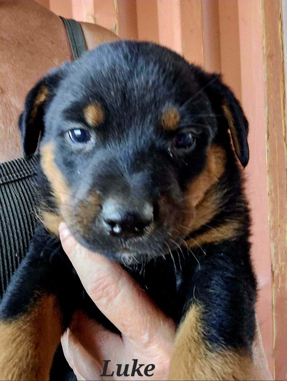 adoptable Dog in Inglewood, CA named Luke