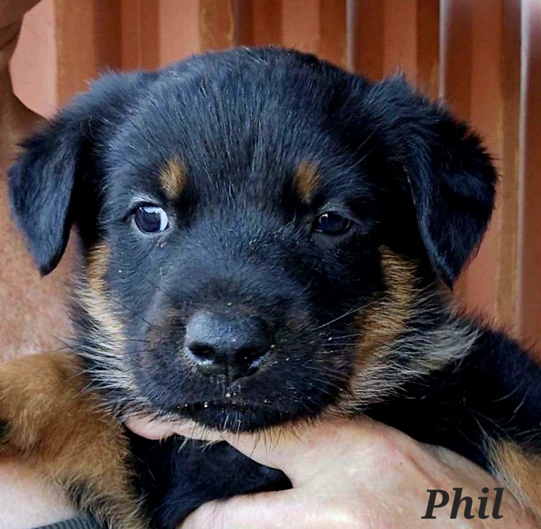 adoptable Dog in Inglewood, CA named Phil