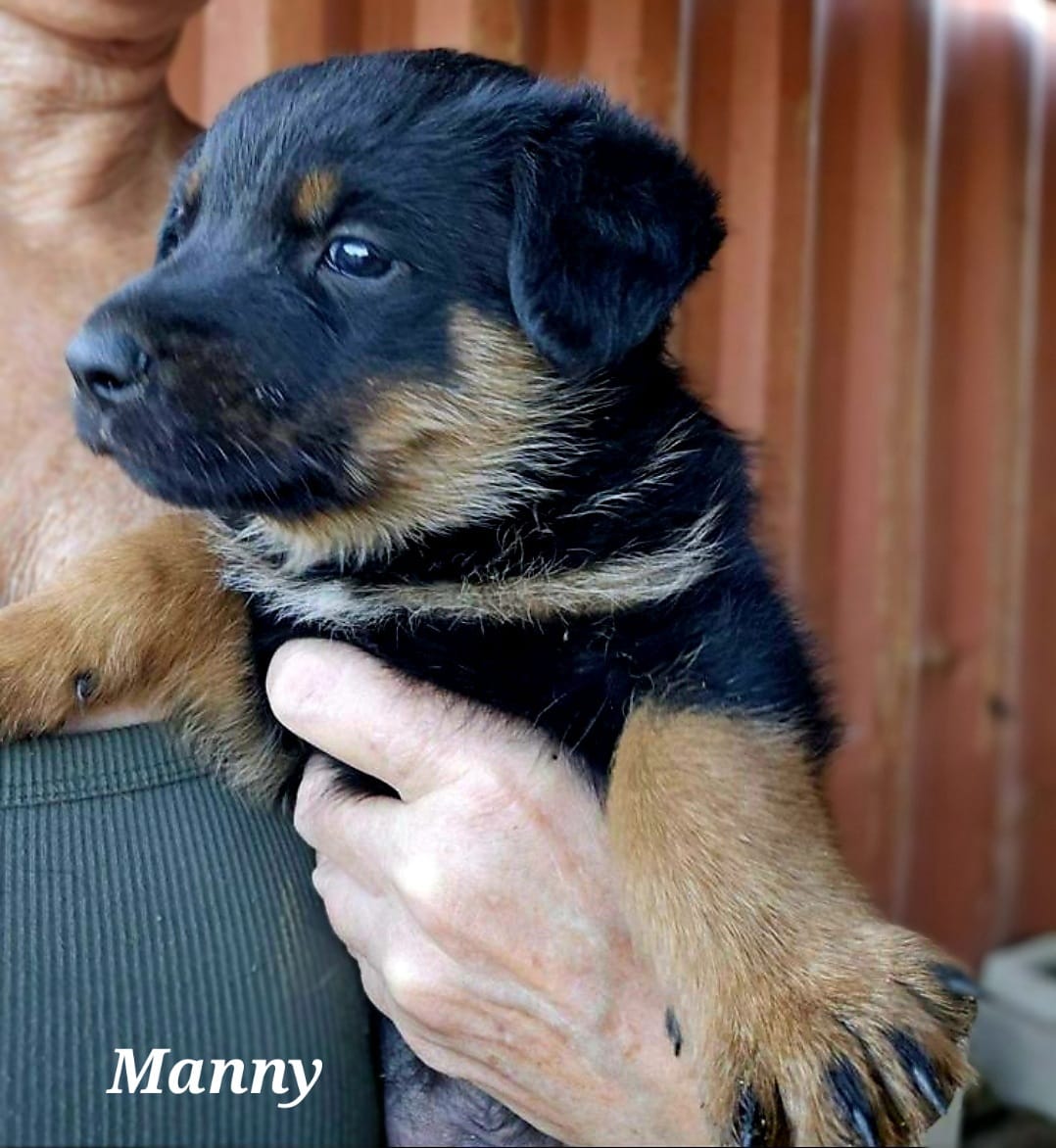 adoptable Dog in Inglewood, CA named Manny