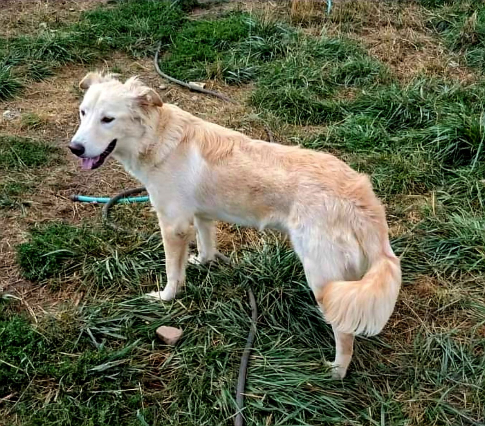 adoptable Dog in Inglewood, CA named Elmo