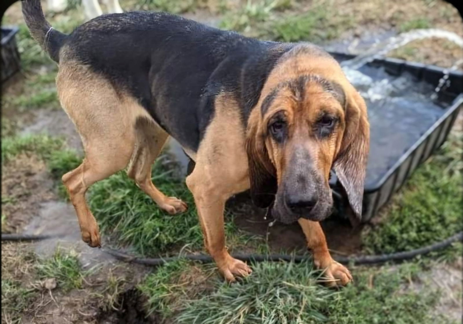 adoptable Dog in Inglewood, CA named Lola