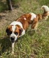 adoptable Dog in  named Bruno Bernard