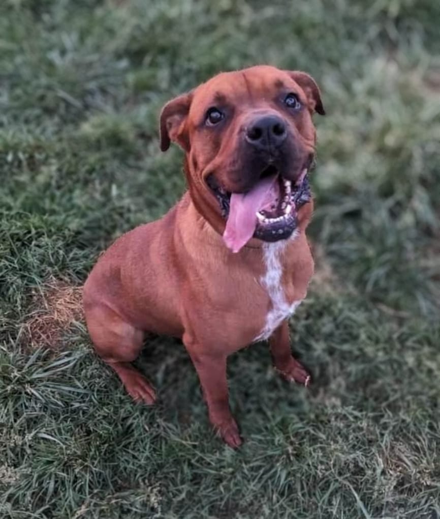 adoptable Dog in Inglewood, CA named Stewie