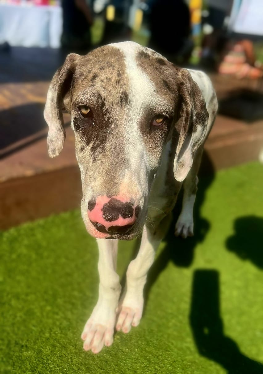 adoptable Dog in Inglewood, CA named Rita