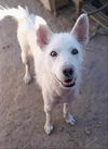 adoptable Dog in Inglewood, CA named Cloud