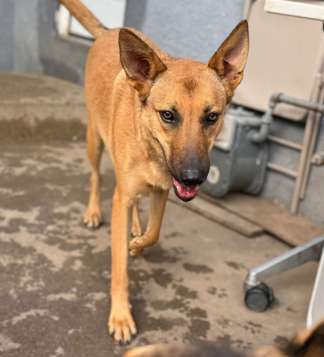 adoptable Dog in Inglewood, CA named Sol Sunshine