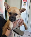 adoptable Dog in Inglewood, CA named Little Camila