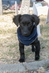 adoptable Dog in Inglewood, CA named Blacky