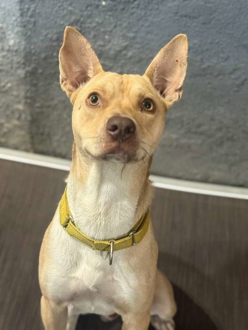 RUBENCITO - Pharaoh Hound / American Staffordshire Terrier available for adoption