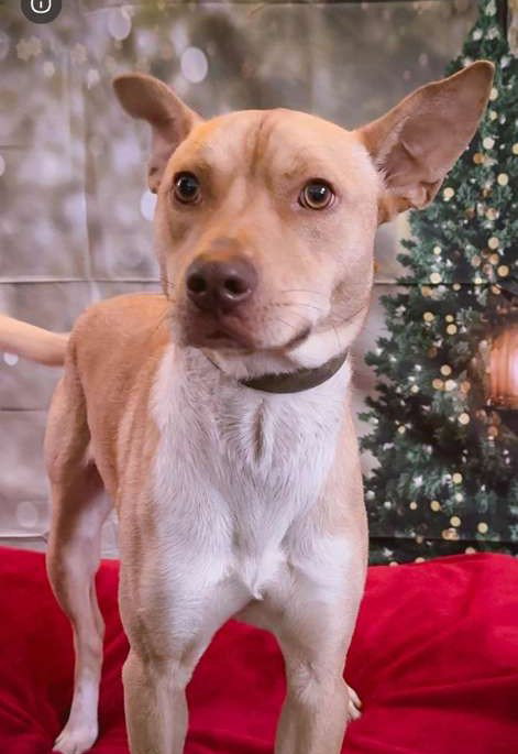 RUBENCITO - Pharaoh Hound / American Staffordshire Terrier available for adoption
