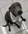 adoptable Dog in  named Gris