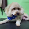 Benny - Photo 1