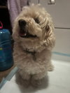 Benny - Photo 4