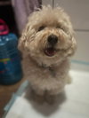 Benny - Photo 3