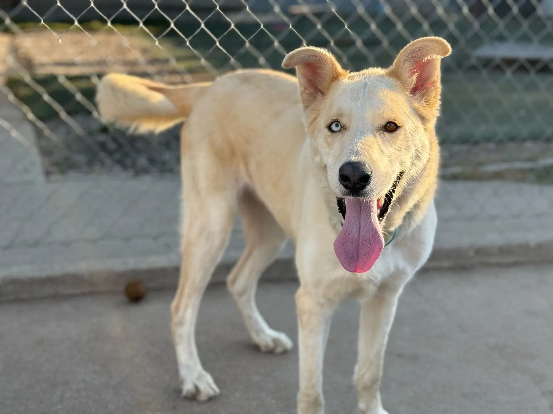 Titan - Golden Retriever / Husky