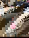 adoptable Dog in  named Griffin
