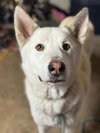 Griffin - Photo 2