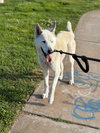 Griffin - Photo 4