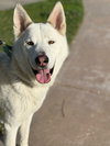 Griffin - Photo 5