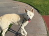 Griffin - Photo 6