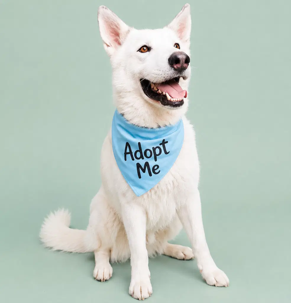 Griffin - Husky