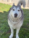 Yuki - Photo 2