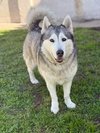 Yuki - Photo 3