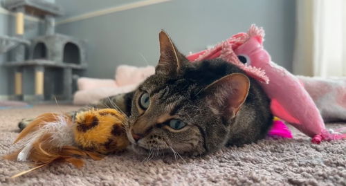 picture of the cat needing adoption