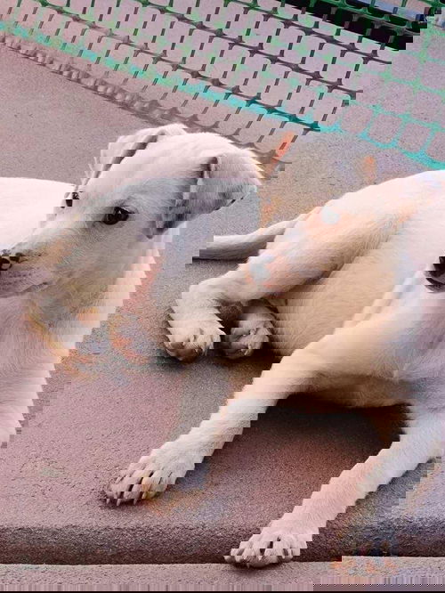 picture of the dog needing adoption