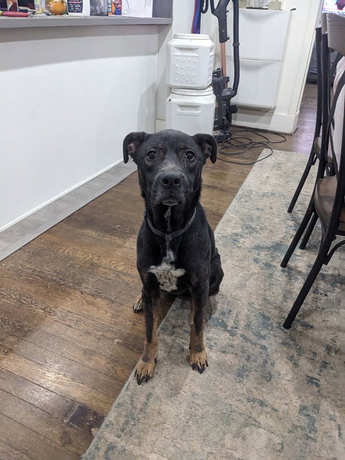 STELLA - American Staffordshire Terrier / Shepherd available for adoption