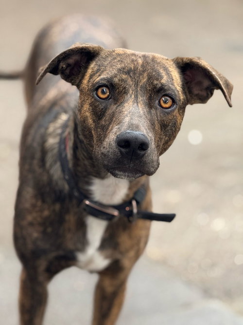 ZENA - American Pit Bull Terrier / Cocker Spaniel available for adoption