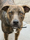 Zena - Photo 2