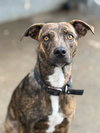 Zena - Photo 3